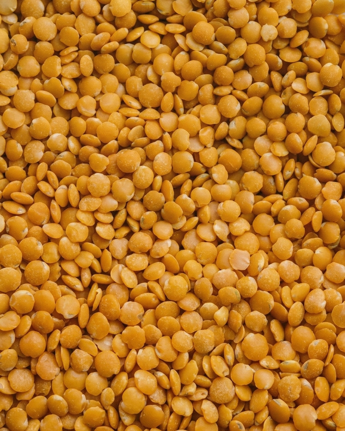 Full-frame macro texture of unpolished yellow toor dal edge to edge